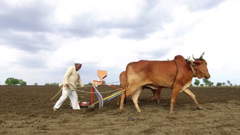 Farmer sowing seeds with seed cum fertilizer drill machine works with bulls in rural village Salunkwadi, Ambajogai, Beed, Maharashtra, India, Southeast Asia