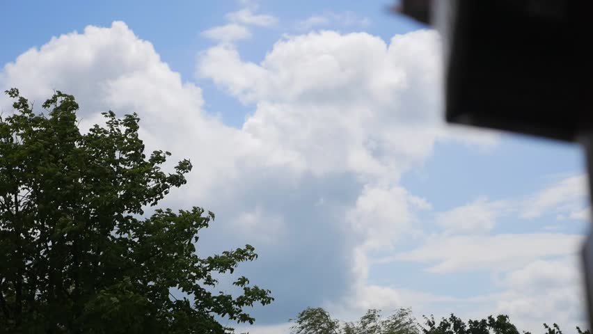 Up view on tree and clouds on blue sky.