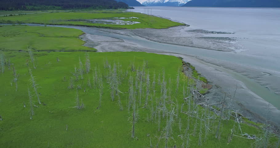 Aerial: flying over bird wetlands, dead trees and mountains near Alyeska & Anchorage, Alaska
