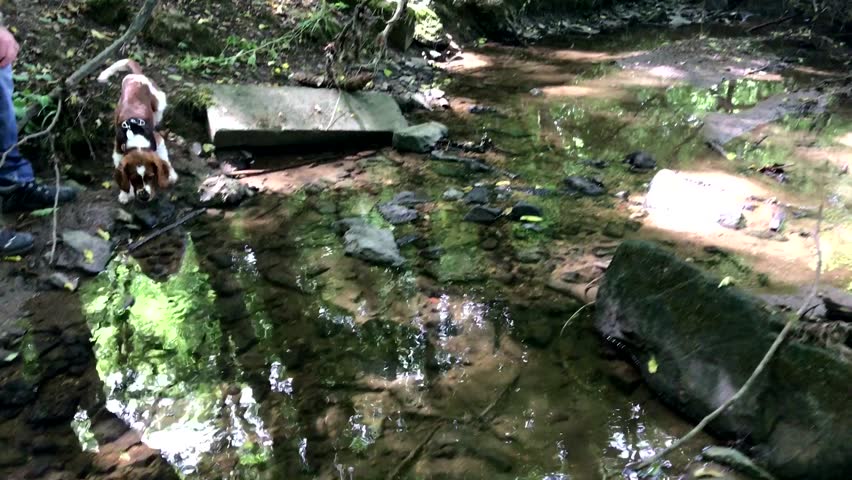 Cute Welsh Springer Spaniel puppy playing in the creek for the first time, toying around his master in bright sunlight