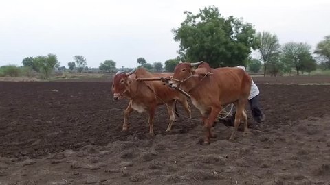 Farmer plugging farm with bullocks traditional way for sowing seeds in rural village Salunkwadi, Ambajogai, Beed, Maharashtra, India, Southeast Asia