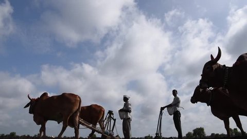 Farmer sowing seeds with traditional way in rural village Salunkwadi, Ambajogai, Beed, Maharashtra, India, Southeast Asia
