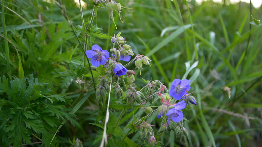 Beautiful Purple Flowers in Sunny 스톡 동영상 비디오(100% 로열티 프리) 28980904 | Shutterstock