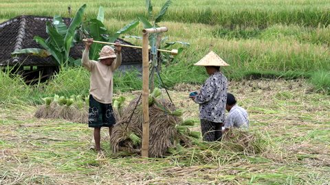 JATILUWIH, INDONESIA- JUNE, 16 2017: close up of farm workers weighing harvested rice sheaves at jatiluwih, bali