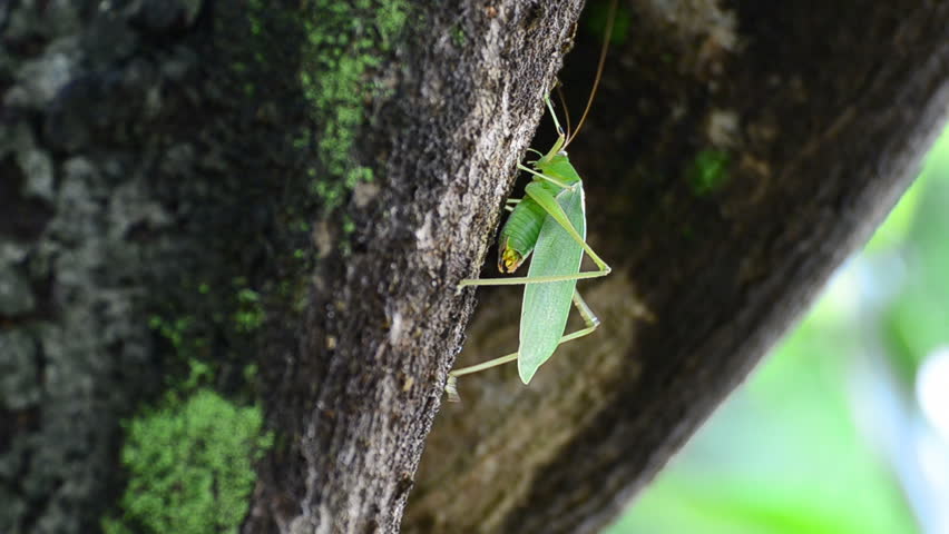 Green grasshopper life