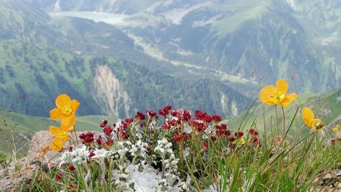 Edelweiss (Leontopodium alpinum) and other flowers at the alpine meadow on the background of the lake.