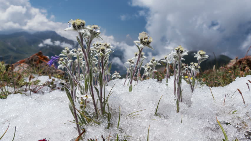 Edelweiss (Leontopodium alpinum) among the melting snow on the background of mountains and clouds. Time Lapse zoom. Concept of rare flowers under protection. Royalty-Free Stock Footage #28992535