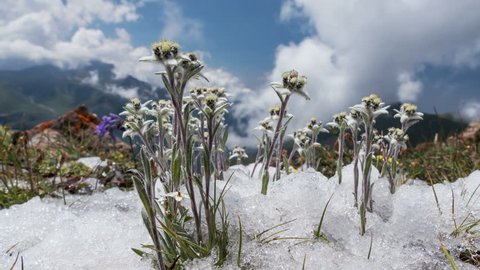 Edelweiss (Leontopodium alpinum) among the melting snow on the background of mountains and clouds. Time Lapse. Concept of rare flowers under protection.