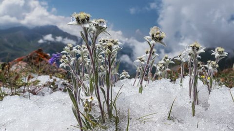 Edelweiss (Leontopodium alpinum) among the melting snow on the background of mountains and clouds. Time Lapse zoom out. Concept of rare flowers under protection.