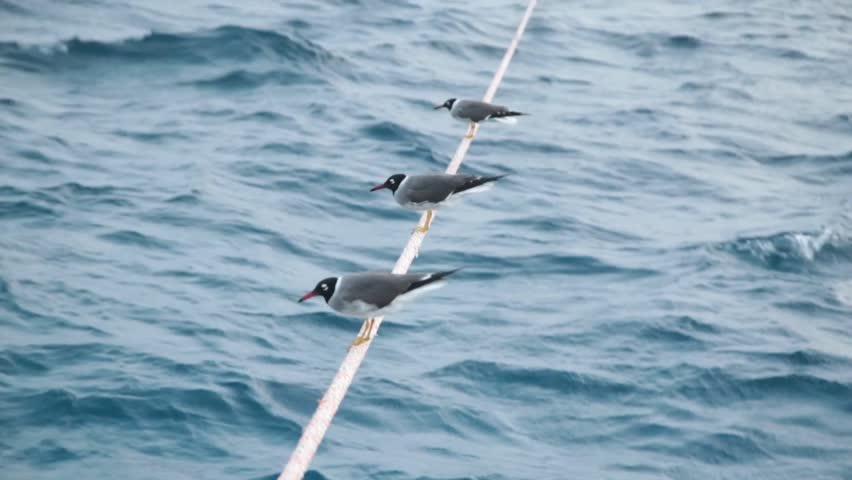 Seagulls sitting on mooring ropes