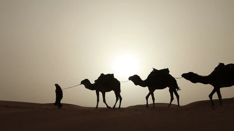 Arabic traditional headdress robe walking with his camels in the desert sand dunes silhouette sunset