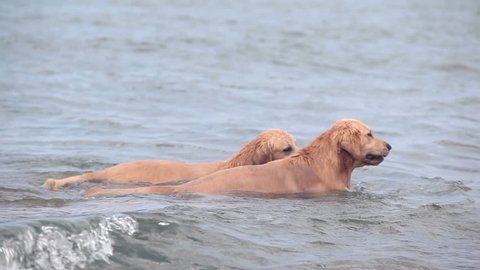 Two dogs with ball playing in sea