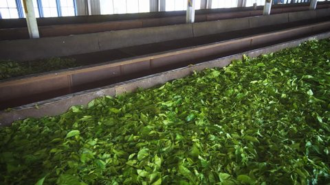 Huge pile of tea leaves. spread out on a drying table inside a factory in Nuwara Eliya, Sri Lanka. 4k footage
