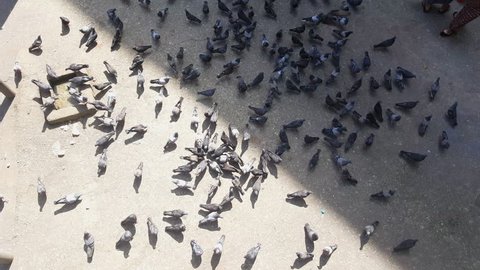 MYANMAR - CIRCA NOVEMBER 2016 - Many pigeons shot from above, man with umbrella walks, pigeons drink