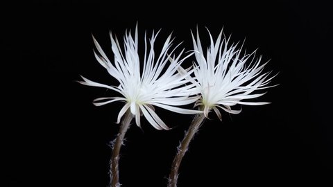 Cactus setiechinopsis mirabilis two blossoms blooming against black background, time lapse in 4K and tracking shot