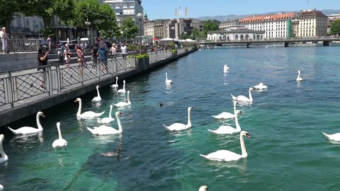 GENEVA, SWITZERLAND - JULY 06, 2017: Swans and ducks in the lake of Geneva, Switzerland.