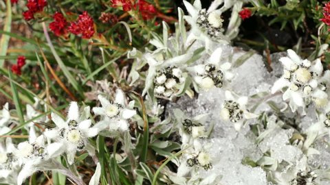 Edelweiss (Leontopodium alpinum) on the alpine meadow in the mountains.
