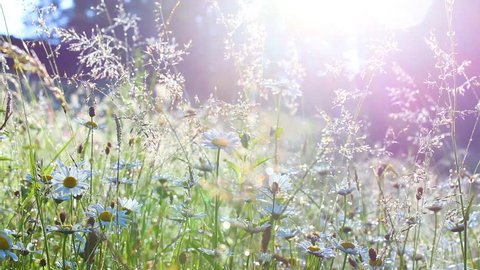 Beautiful floral green background. Close-up view of many wild plants of different kinds slightly moving in wind in charming soft light of sun. Sparkling morning drops of dew on leaves and blurry wood.