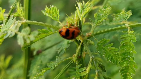Black and orange crossbred ladybird beetle.This type bigger than
ladybug dot pattern a little.