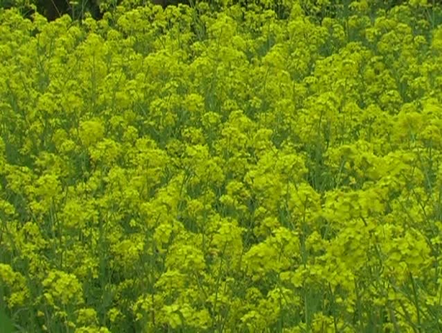 spring grassland