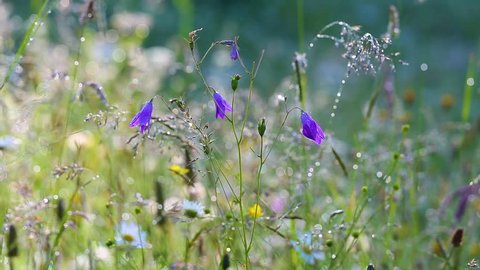 Beautiful morning nature floral background. Closeup of purple bellflowers and green grass with seeds and sparkling drops of dew in charming light of summer sun. Wildflowers in countryside meadow. 