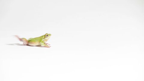 frog jumping in the picture white background