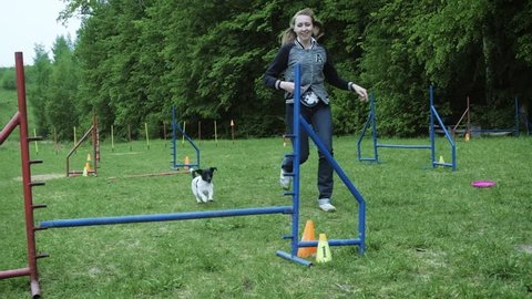 Sequence with slow motion racing in competition, animal agility race with dog running and doing slalom. Sequence with slow motion HD