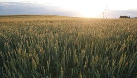 Video wheat rye oat field mixed planting