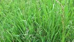 Green grass in summer field motion subjective camera shutting HD video footage