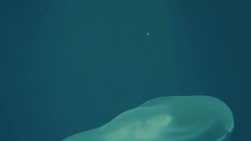 underwater view of the jellyfish slowly swims
