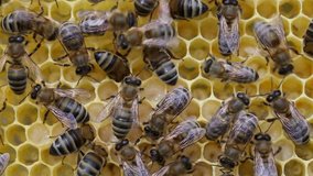Bees take care of larvae – their future generation.