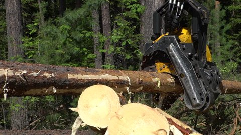 Mechanical maschine's arm cuts a freshly chopped tree trunk in a forest