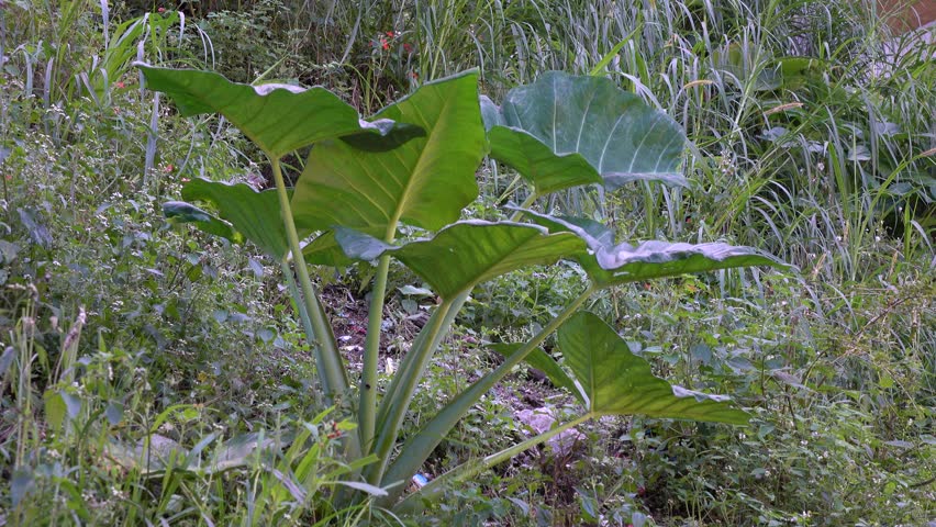 taro plants at the garden in Banaue, Philippines 