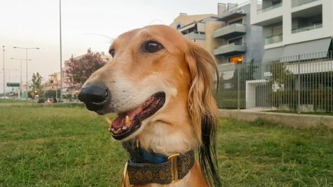 Saluki dog portrait at a park. A beautiful Persian Greyhound dog.