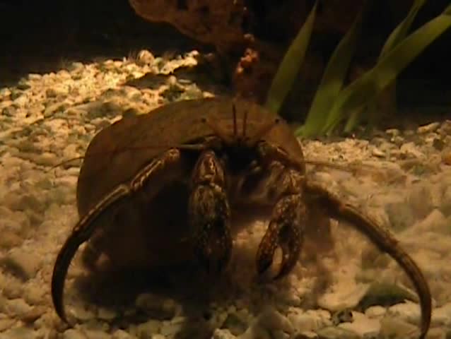 Underwater World, Crab