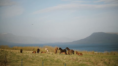 Beautiful view of the herd of Icelandic horses walking on the field, eating grass. Countryside farm.