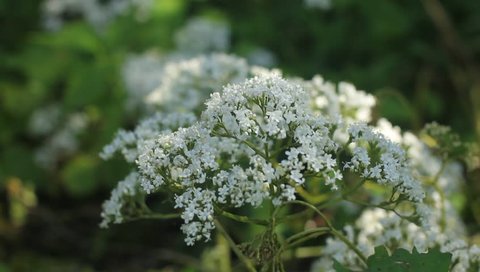 Gardening and white flowers that are blooming beautifully. 