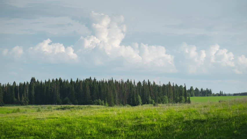Green lush meadow, forest and fluffy summer clouds timelapse