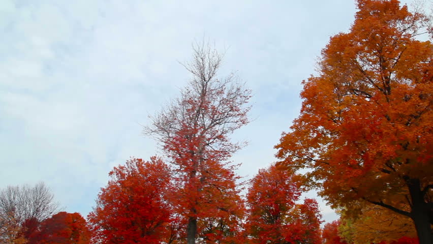 A tracking shot looking up at colorful Fall foliage.
