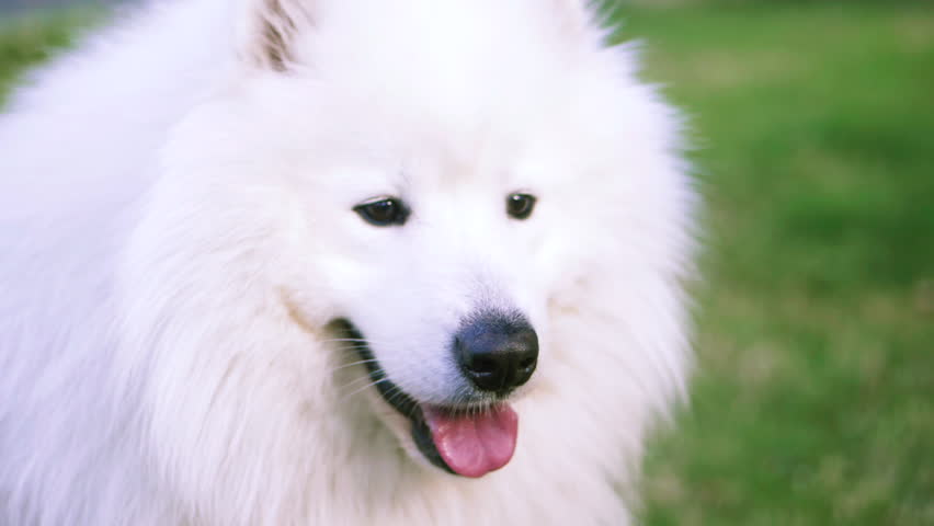 white samoyed husky