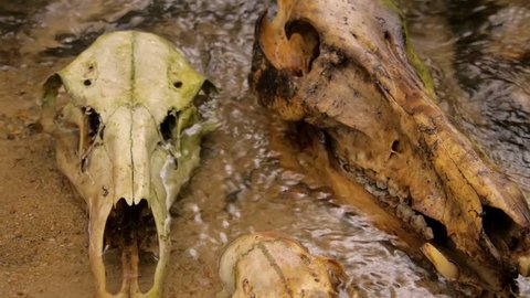 animal skulls laying in the small creek with water flowing around them
