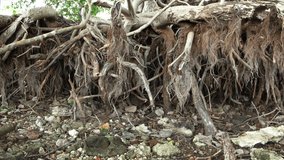 Exposed roots of a dead tree. undercut by wave action erosion. on the bank of a lake with low water levels. FullHD 1080p video