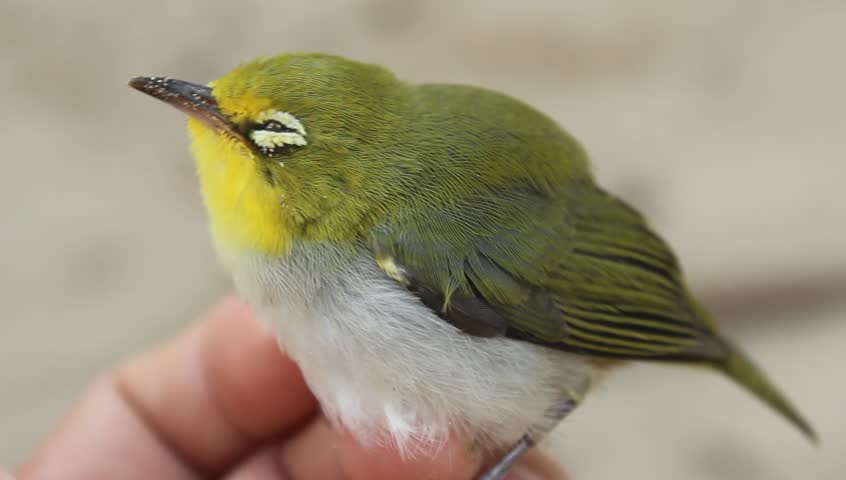 small sick bird 