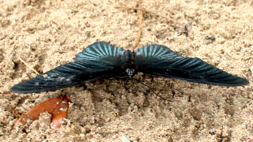 black butterfly on sand 