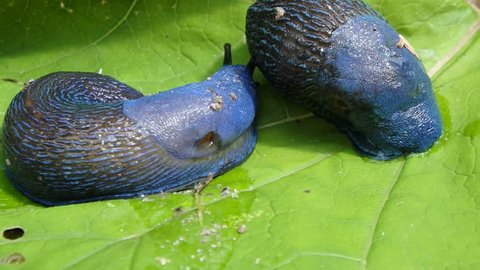Blue slug in the woods, (Bielzia coerulans),