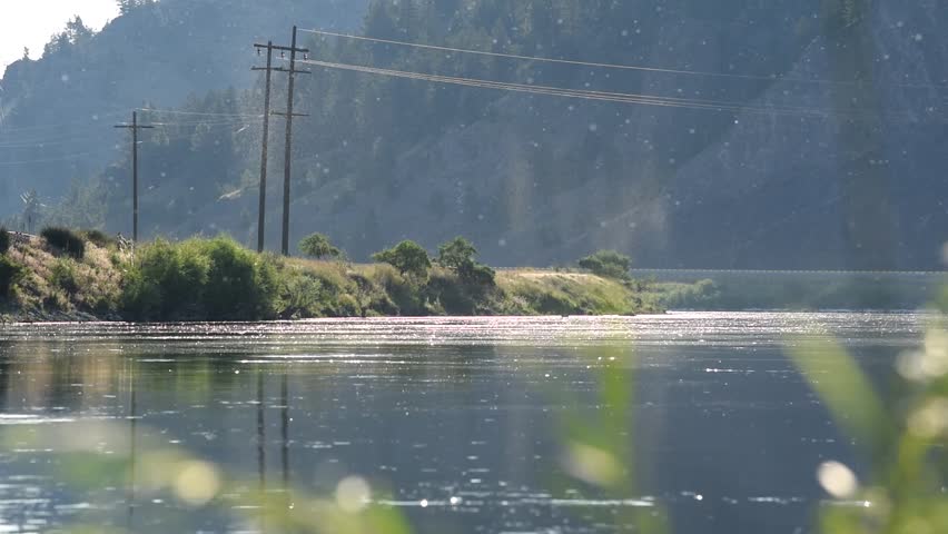 Insects buzzing in the air above the Missouri River at dawn. Filmed outside Craig, MT with highway in the distance and blurred reeds in the foreground.