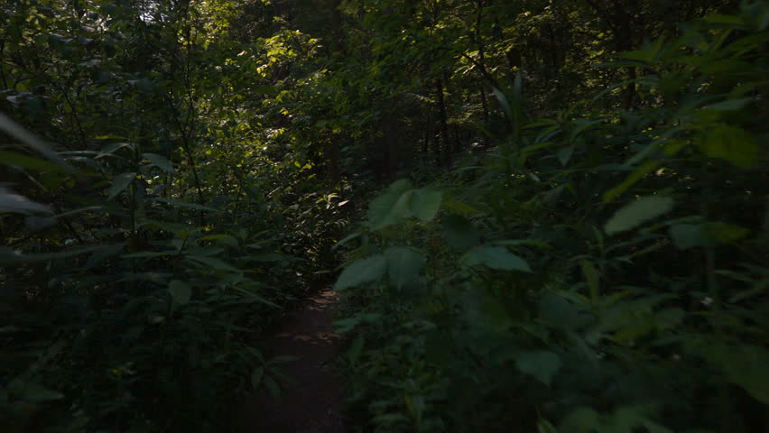 Hiking through overgrown trail in Cuyahoga Valley National Park