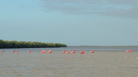 CLOSE UP: A group of pink flamingos walking in shallow water crossing wide muddy river at the estuary to the sea. Wild flamingo birds wading in lush mangrove swamp in sunny Rio Lagartos lagoon, Mexico