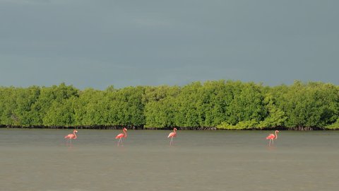 CLOSE UP: A group of pink American flamingos searching for food in shallow water in overgrown mangrove marsh in sunny Rio Lagartos lagoon, Mexico. Wild flamingoes wading in a muddy river at sunset