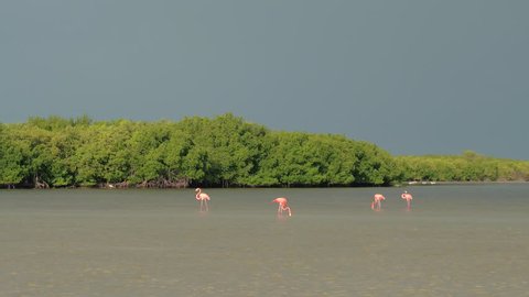CLOSE UP: A group of pink American flamingos searching for food in shallow water in overgrown mangrove marsh in Rio Lagartos lagoon, Mexico. Wild flamingoes wading in a muddy river on sunny morning
